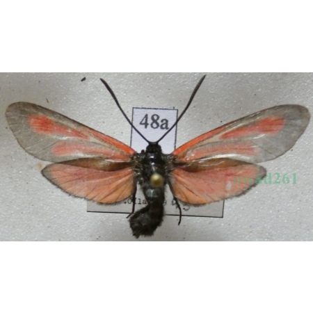 Zygaena osterodensis Reiss, 1921 Czech48a